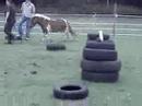 Piper Jumping