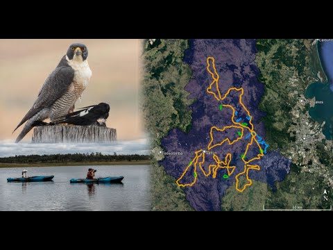 <p>Raptor monitoring techniques: a global review and South East Queensland comparison</p>
 video thumbnail