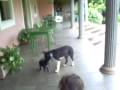 videos de Sophia férias na fazenda