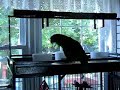 My pets