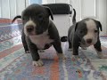 Phoebe x Monster females