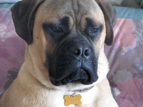 bullmastiff