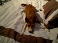Basenji