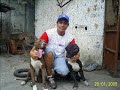 Club APBT Puerto Cabello - Venezuela