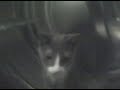Babycat 2