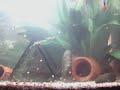 Corydoras Paleatus - Mating Dance