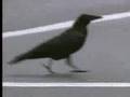 Cuervos inteligentes