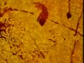 Canadian Film Board - Animation #1 Canadian Film Board - Animation #1