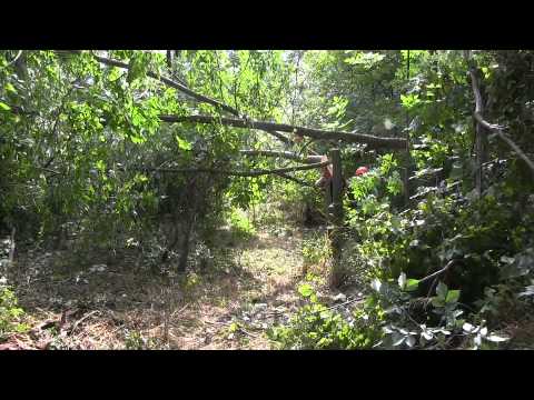 how to provide deer bedding areas