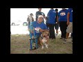 brownsville tx  border bully boss ent. dog show