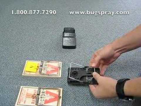 how to set a rat snap trap