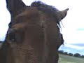 my horses my horses