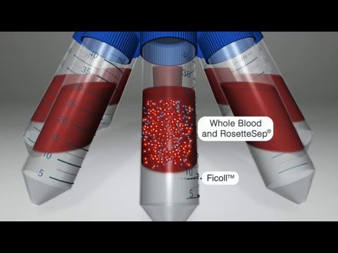how to isolate erythrocytes