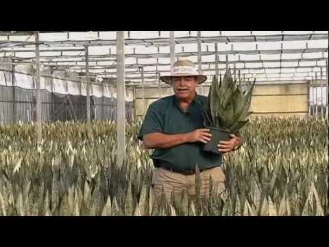 how to trim sansevieria