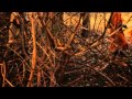Dinosaur Bones - NYE (Official)