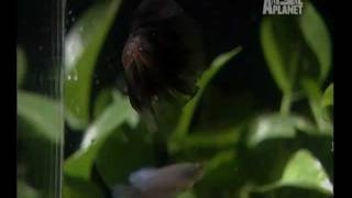 Video sobre os Bettas.