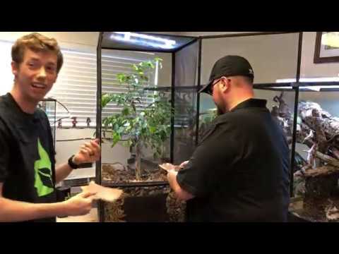 YouTube reptile video