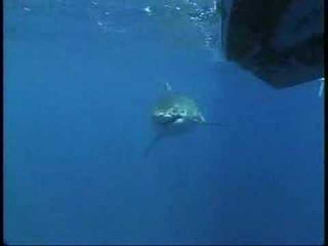 great white shark