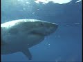 Great White Shark/Hawaii