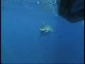 Great White Shark/Hawaii