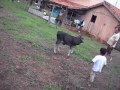 OMG bully mule chases kid