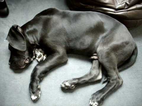 dogue allemand