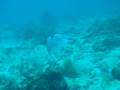 videos de Stingray