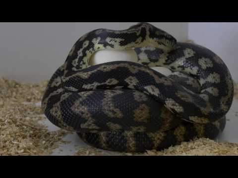 YouTube reptile video