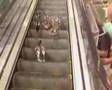 Ducks Going Up The Down Escalator - animals, ducks, escalator, mall, wtf, funny