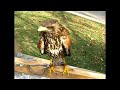Vuelo Halc�n