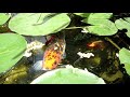 El estanque en 2011: youtu.be Mi estanque de 4000 litros con dos kois muchos goldfish y una coridora (tiene ya cerca de 4 años la corydora) La filtracion corre a cargo de las plantas, una bomba de 2000l/h que abastece la cascada y una bomba EHEIM compact de 5000l/h que saca el agua del compartimento del filtro hacia el estanque. El material filtrante son unicamente sacos llenos de arcilla expandida