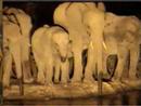 Elephants at Night - 1 - Pete's Pond - 1/26/2008