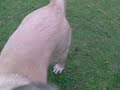 dog tyson cegran