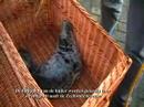 Huiler voor Stichting Dierenambulance de Wijs