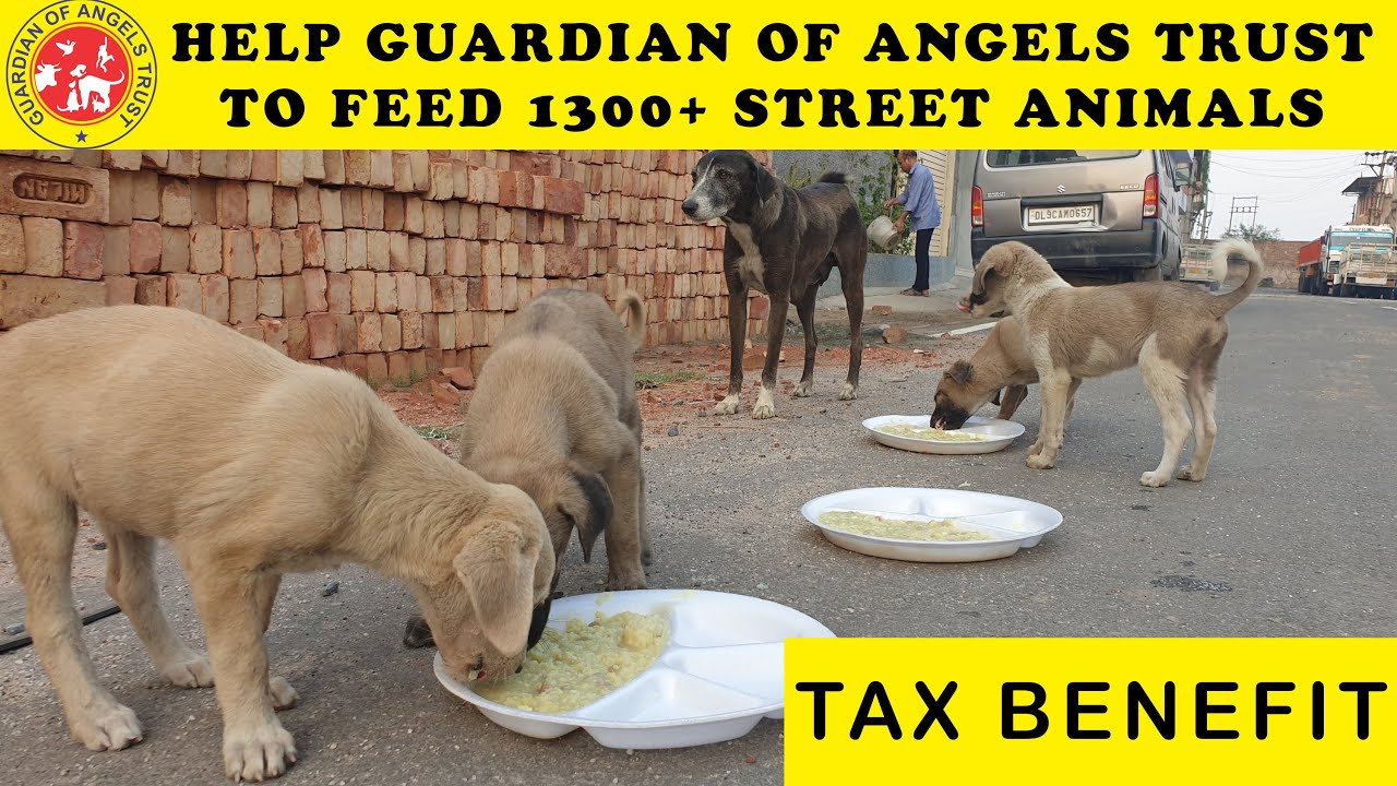 Gua Rdian of Angels || Our Work Video Gua Rdian of Angels || Our Work Video