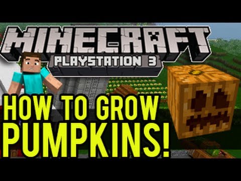 how to harvest pumpkins in minecraft pe