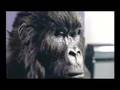 Cadbury's Gorilla Advert Aug 31st 2007 Remix
