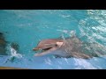YouTube - Feeding the dolphins at SeaWorld San Antonio