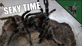 First tarantula mating!