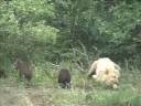 Brown Bears at Play