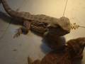 videos de Last video of my Bearded Dragon this year its brumation time