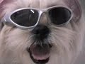 PERRITA PECKY CON ROPA DE VERANO-PUPPY WITH SUMMER CLOTHES