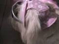 videos de PERRITA PECKY CON ROPA DE VERANO-PUPPY WITH SUMMER CLOTHES