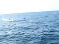 videos de wreck raider mahi mahi dolphin fishing