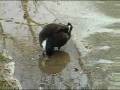 parks1203.flv
