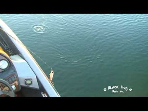 Bass fishing california delta