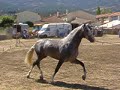 Feria del Caballo de Piedrahita 2006