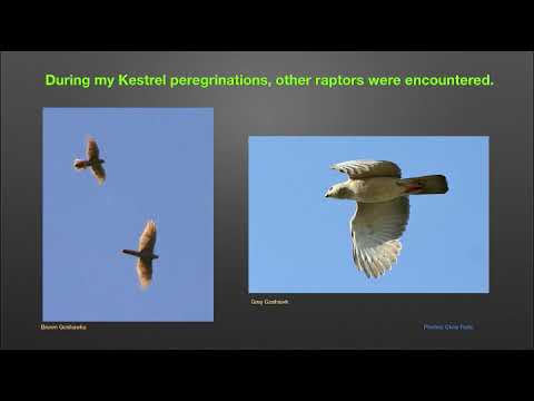 <p>Raptors: An Ornithological and Bibliographical Journey</p>
 video thumbnail