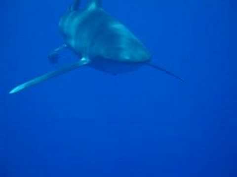 Longimanus