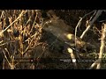 lion cubs make rapid progress